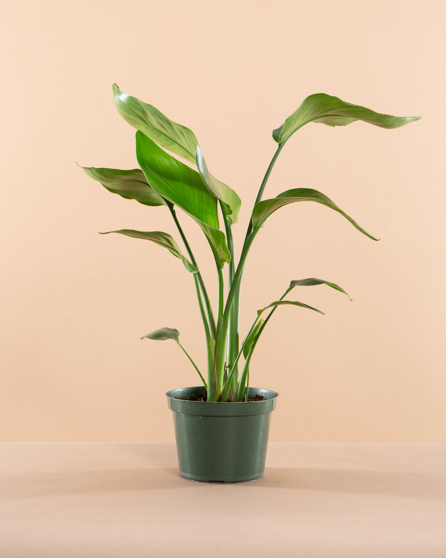 White Bird of Paradise: Strelitzia nicolai - 6 inch pot