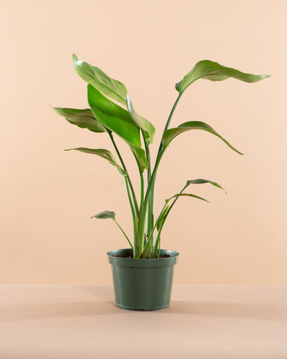 White Bird of Paradise: Strelitzia nicolai - 6 inch pot