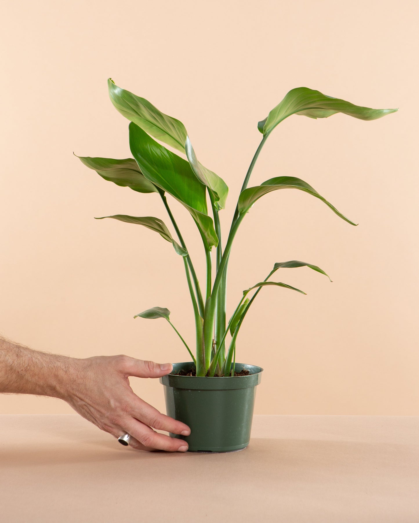 White Bird of Paradise: Strelitzia nicolai - 6 inch pot