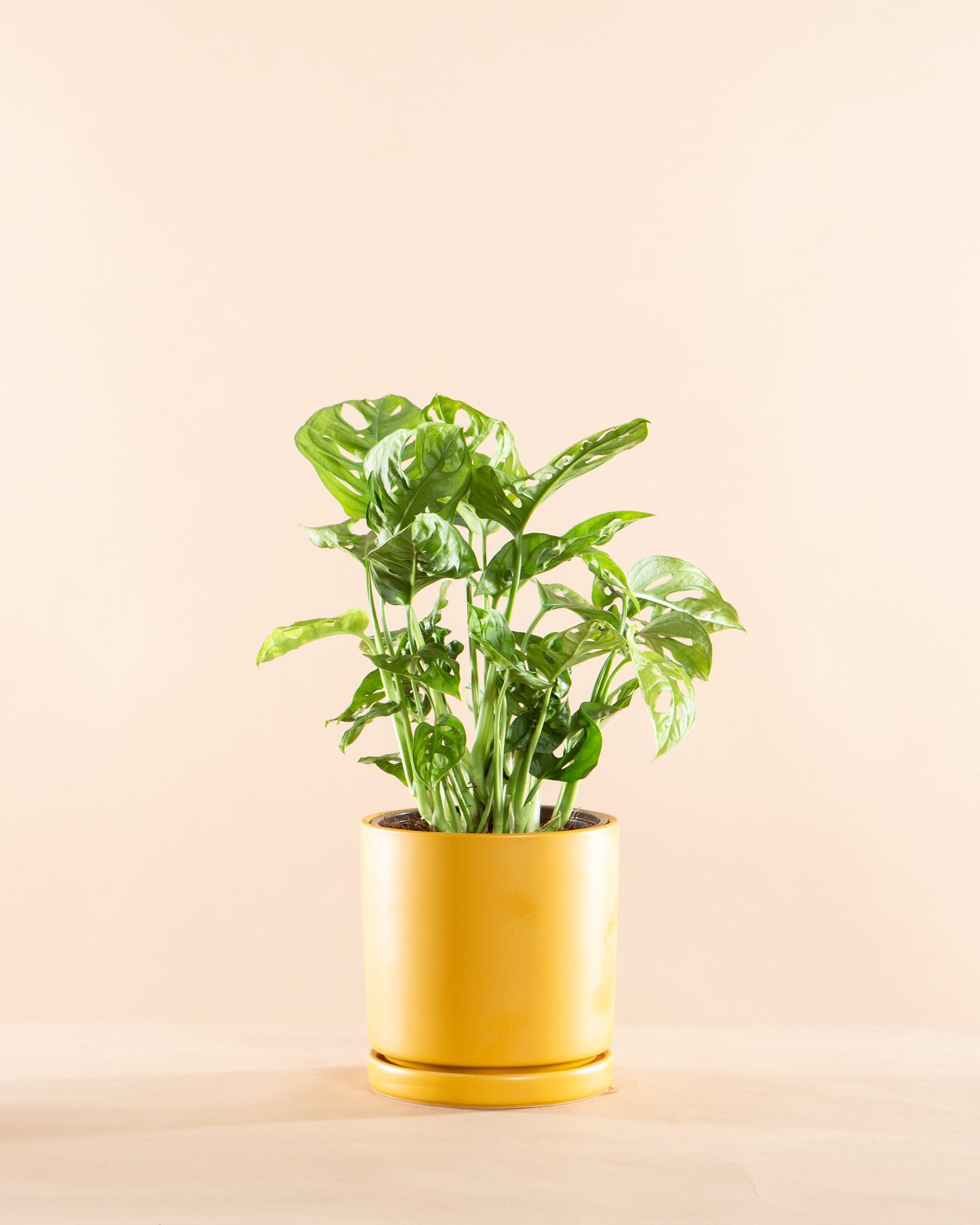 Swiss Cheese Vine: Monstera adansonii - 5 inch pot — plant in pot — indoor plant for sale by Promise Supply for delivery and pickup in Toronto.
