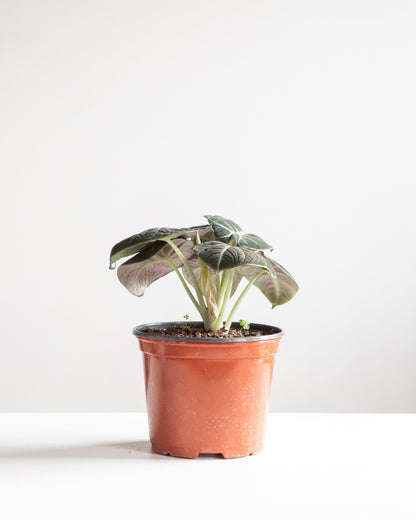 Black Velvet Elephant Ear: Alocasia reginula - 6 inch pot