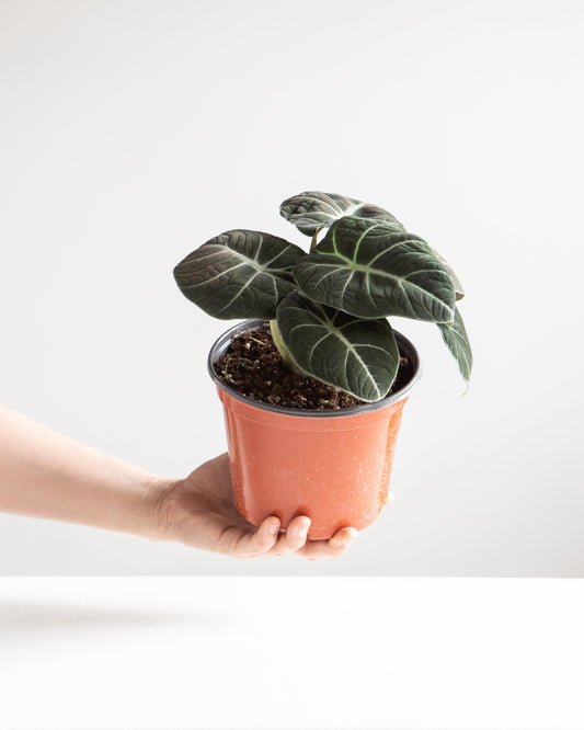 Black Velvet Elephant Ear: Alocasia reginula - 6 inch pot