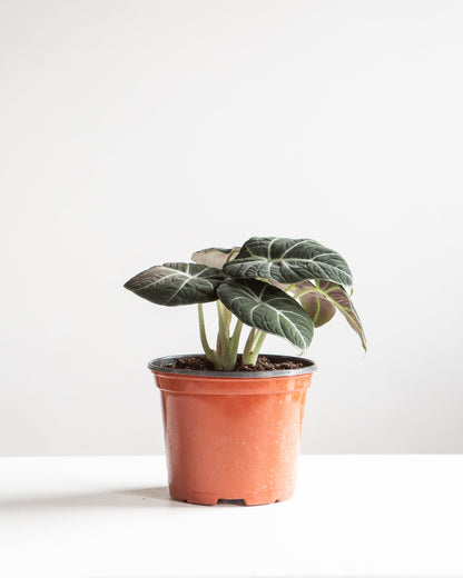 Black Velvet Elephant Ear: Alocasia reginula - 6 inch pot