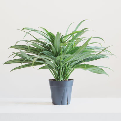 Cutlass Chinese Evergreen: Aglaonema - 6 inch pot