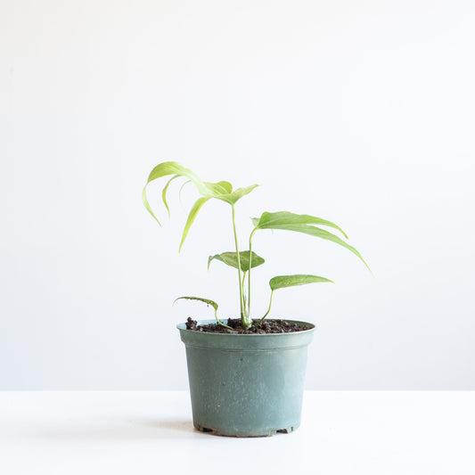 Finger Laceleaf: Anthurium pedatoradiatum - 6 inch pot — indoor plant — indoor plant for sale by Promise Supply for delivery and pickup in Toronto.