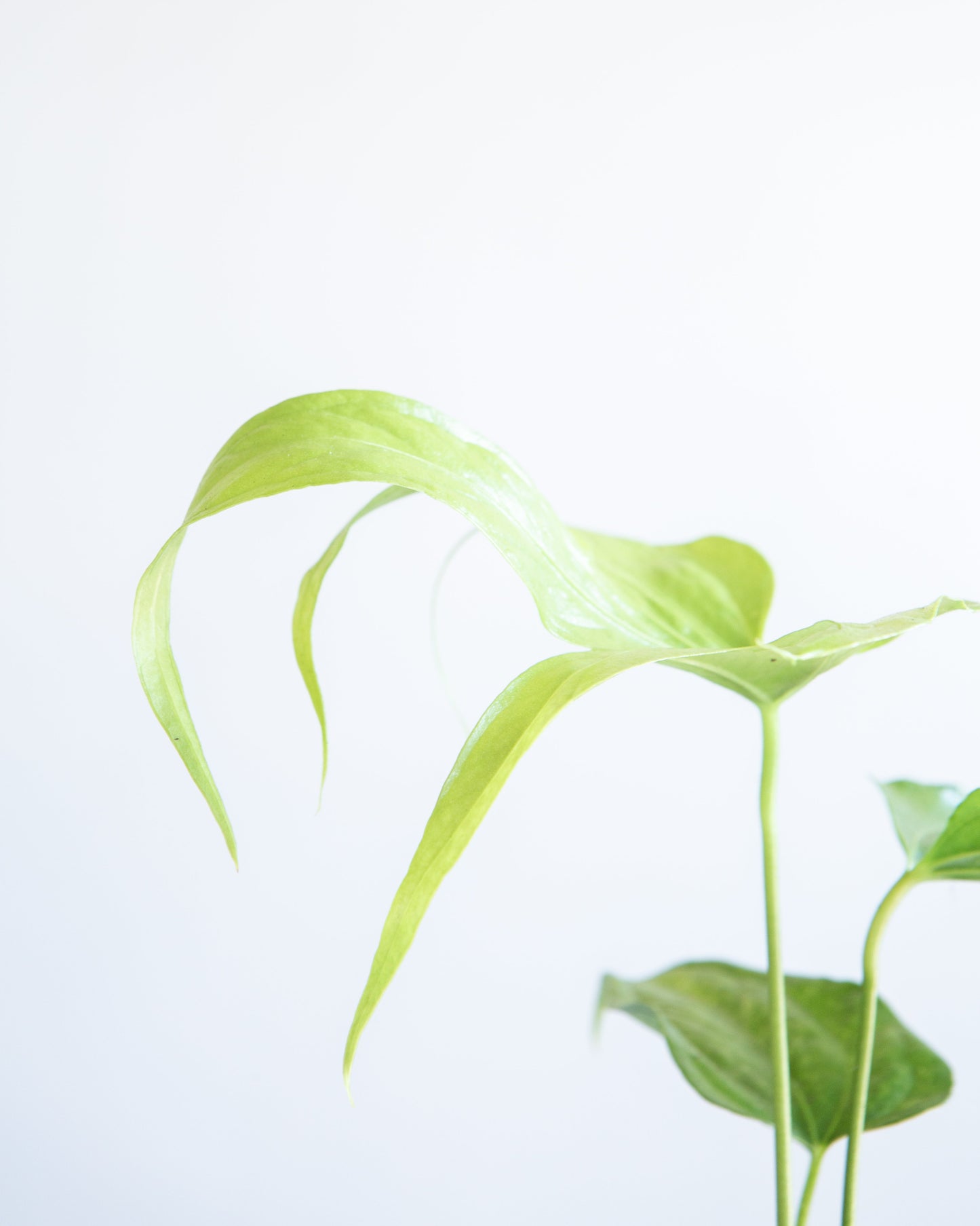 Finger Laceleaf: Anthurium pedatoradiatum - 6 inch pot — close-up of foliage — indoor plant for sale by Promise Supply for delivery and pickup in Toronto.