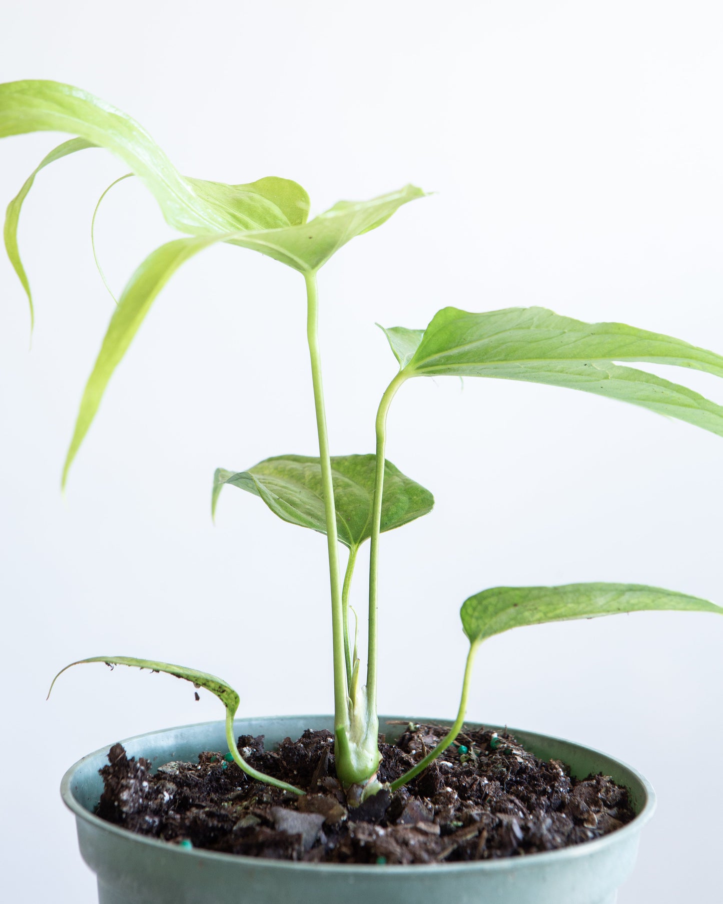 Finger Laceleaf: Anthurium pedatoradiatum - 6 inch pot — close-up of foliage — indoor plant for sale by Promise Supply for delivery and pickup in Toronto.