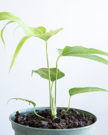 Finger Laceleaf: Anthurium pedatoradiatum - 6 inch pot — close-up of foliage — indoor plant for sale by Promise Supply for delivery and pickup in Toronto.
