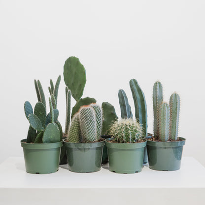 Assorted Cactus: Cactus - 6 inch pot