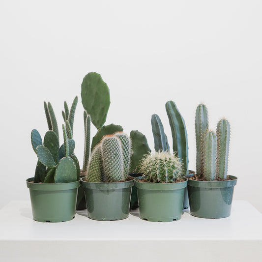 Assorted Cactus: Cactus - 6 inch pot