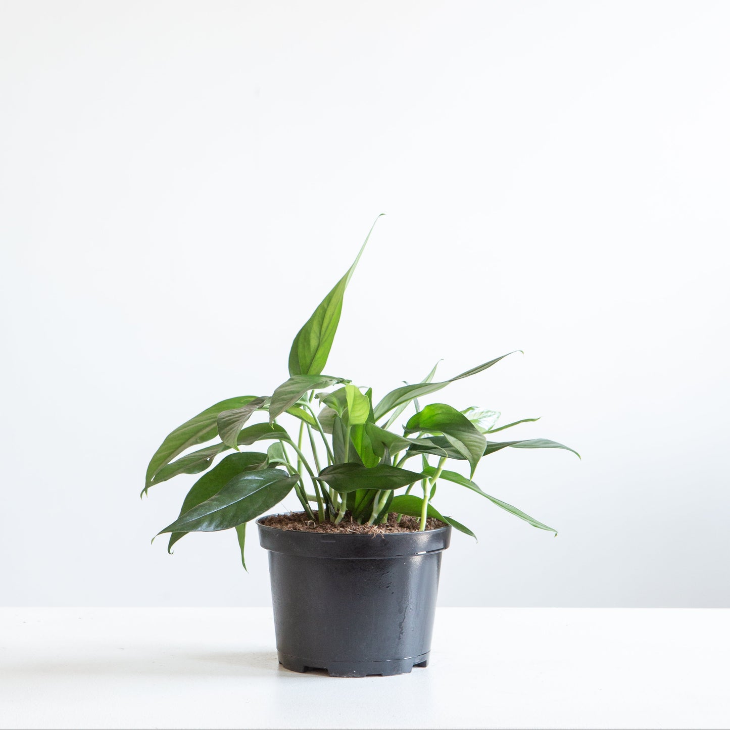 Baltic Blue Pothos: Epipremnum aureum - 6 inch pot — plant in pot — indoor plant for sale by Promise Supply for delivery and pickup in Toronto.