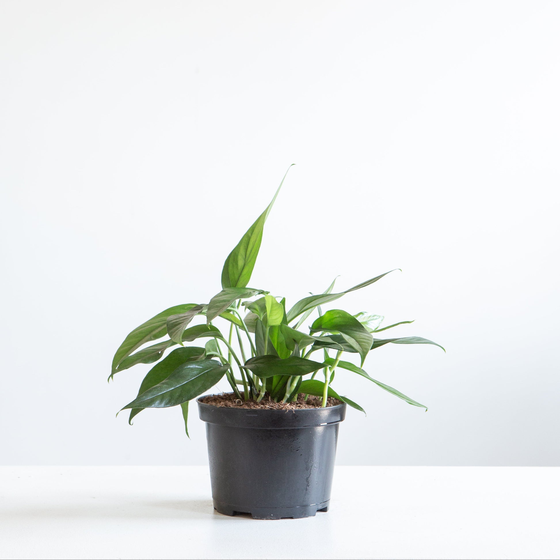 Baltic Blue Pothos: Epipremnum aureum - 6 inch pot — plant in pot — indoor plant for sale by Promise Supply for delivery and pickup in Toronto.