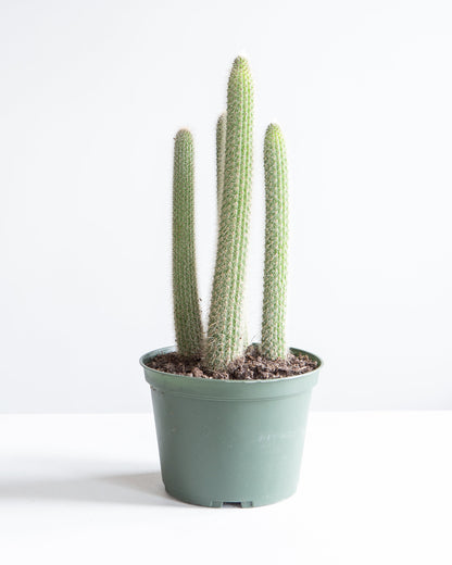 Assorted Cactus: Cactus - 6 inch pot