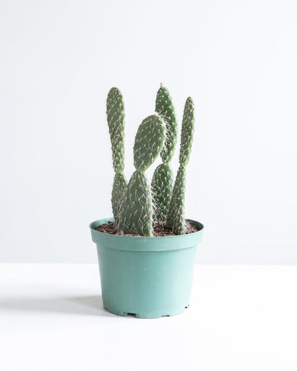 Assorted Cactus: Cactus - 6 inch pot