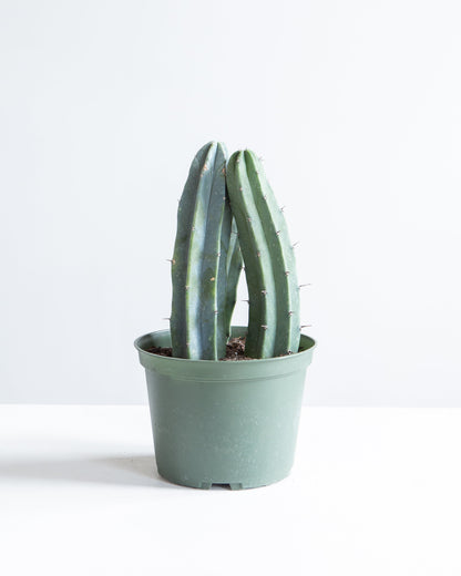 Assorted Cactus: Cactus - 6 inch pot