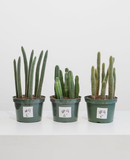 Assorted Cactus: Cactus - 6 inch pot