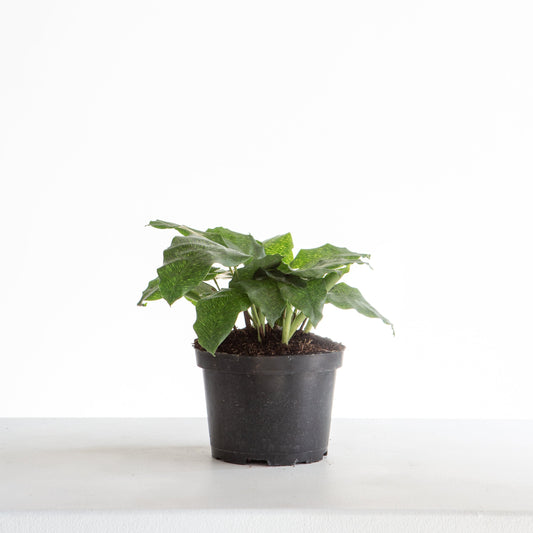 Network Calathea Musaica: Goeppertia kegeljanii - 6 inch pot