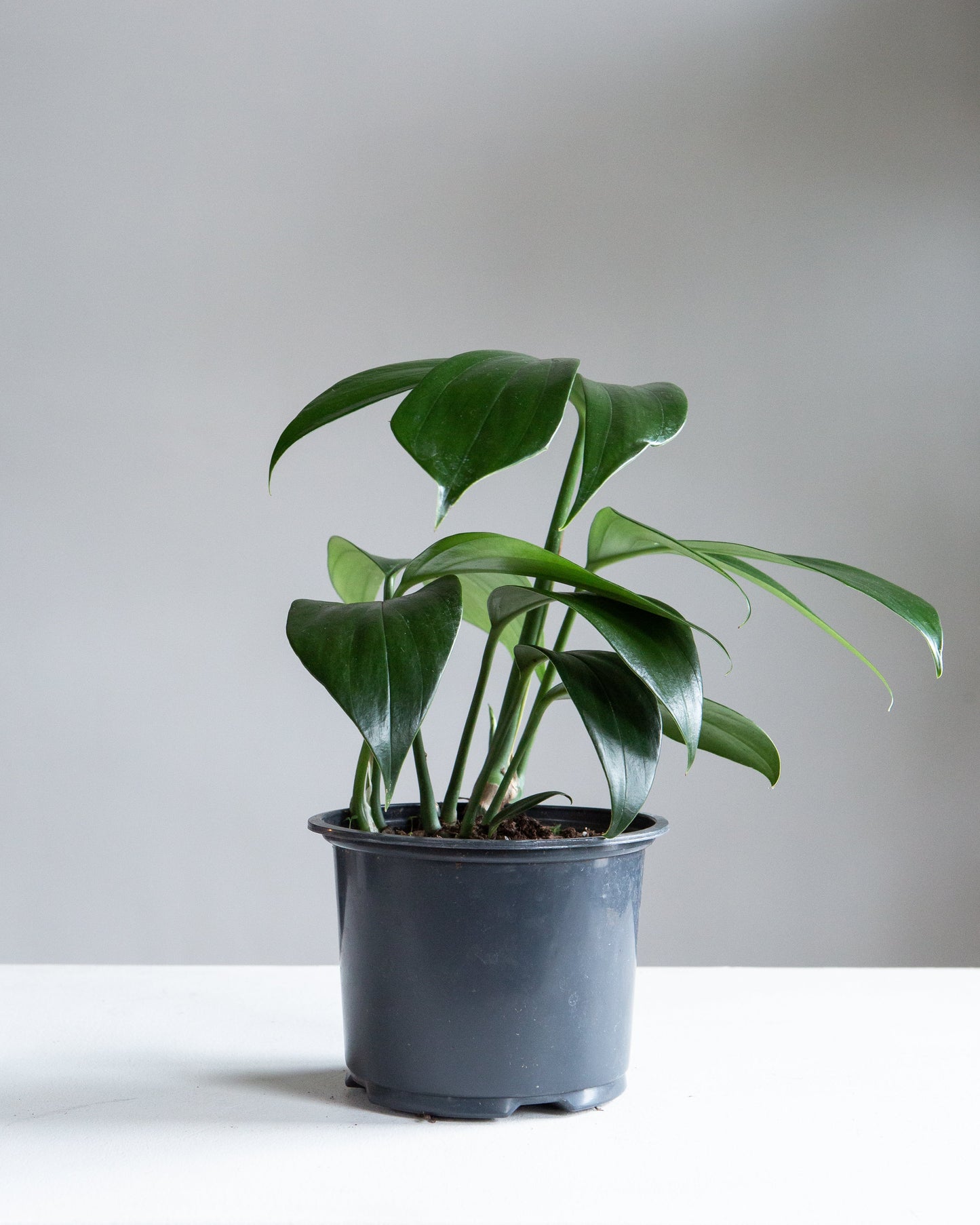 Dragon Tail: Rhaphidophora decursiva - 6 inch pot — indoor plant — indoor plant for sale by Promise Supply for delivery and pickup in Toronto.