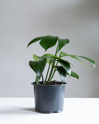 Dragon Tail: Rhaphidophora decursiva - 6 inch pot — indoor plant — indoor plant for sale by Promise Supply for delivery and pickup in Toronto.