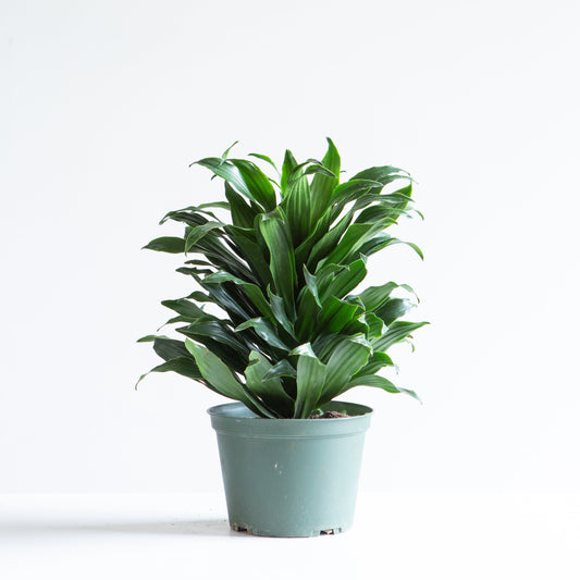 Janet Craig: Dracaena fragrans 'Compacta' - 6 inch pot