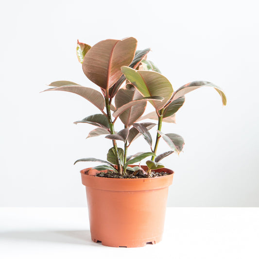 Ruby Rubber Plant: Ficus elastica - 6 inch pot