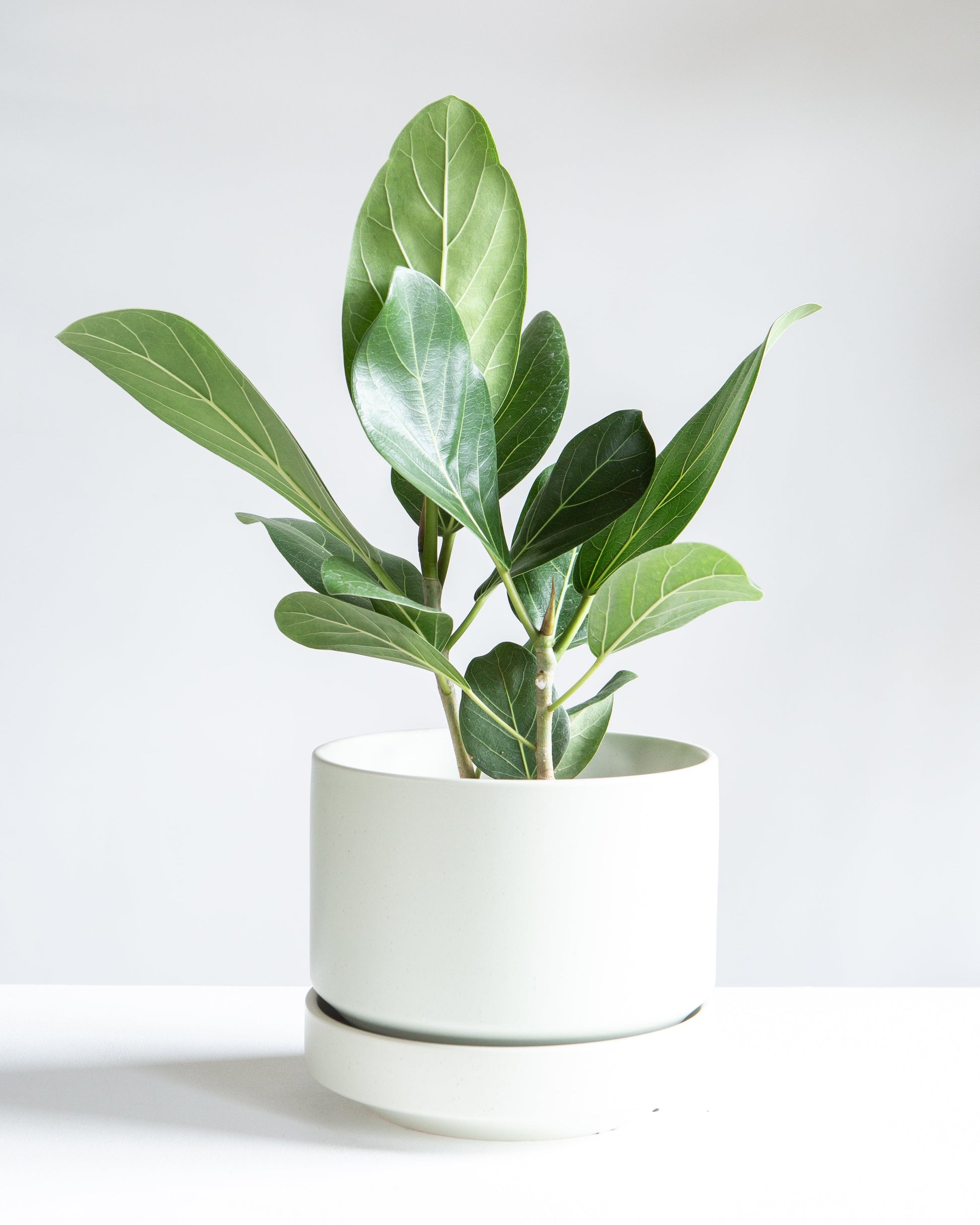 ficus audrey entretien Audrey Ficus Benghalensis - 6" Pot