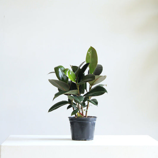 Green Rubber Bush: Ficus elastica 'Robusta' - 6 inch pot