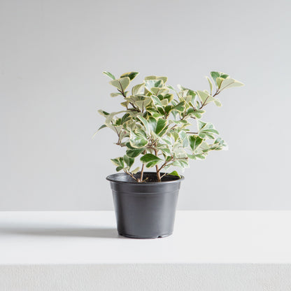 Variegated Natal Fig: Ficus triangularis - 6 inch pot