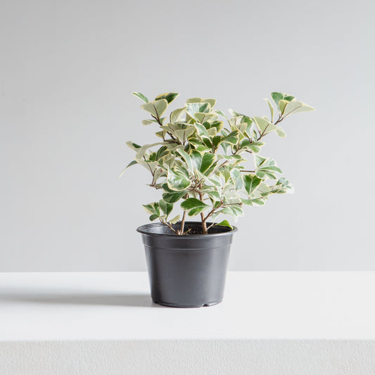 Variegated Natal Fig: Ficus triangularis - 6 inch pot