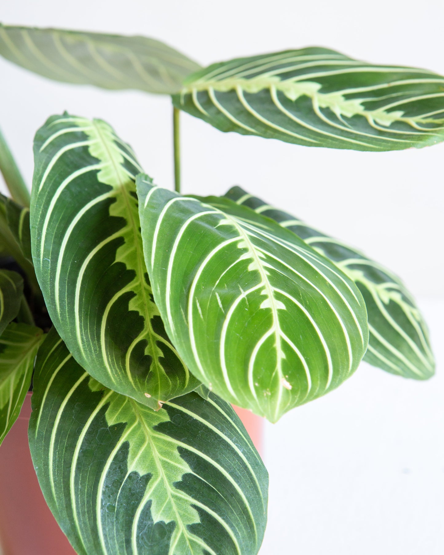 Green Striped Prayer Plant: Maranta leuconeura 'Lemon Lime' - 6 inch pot