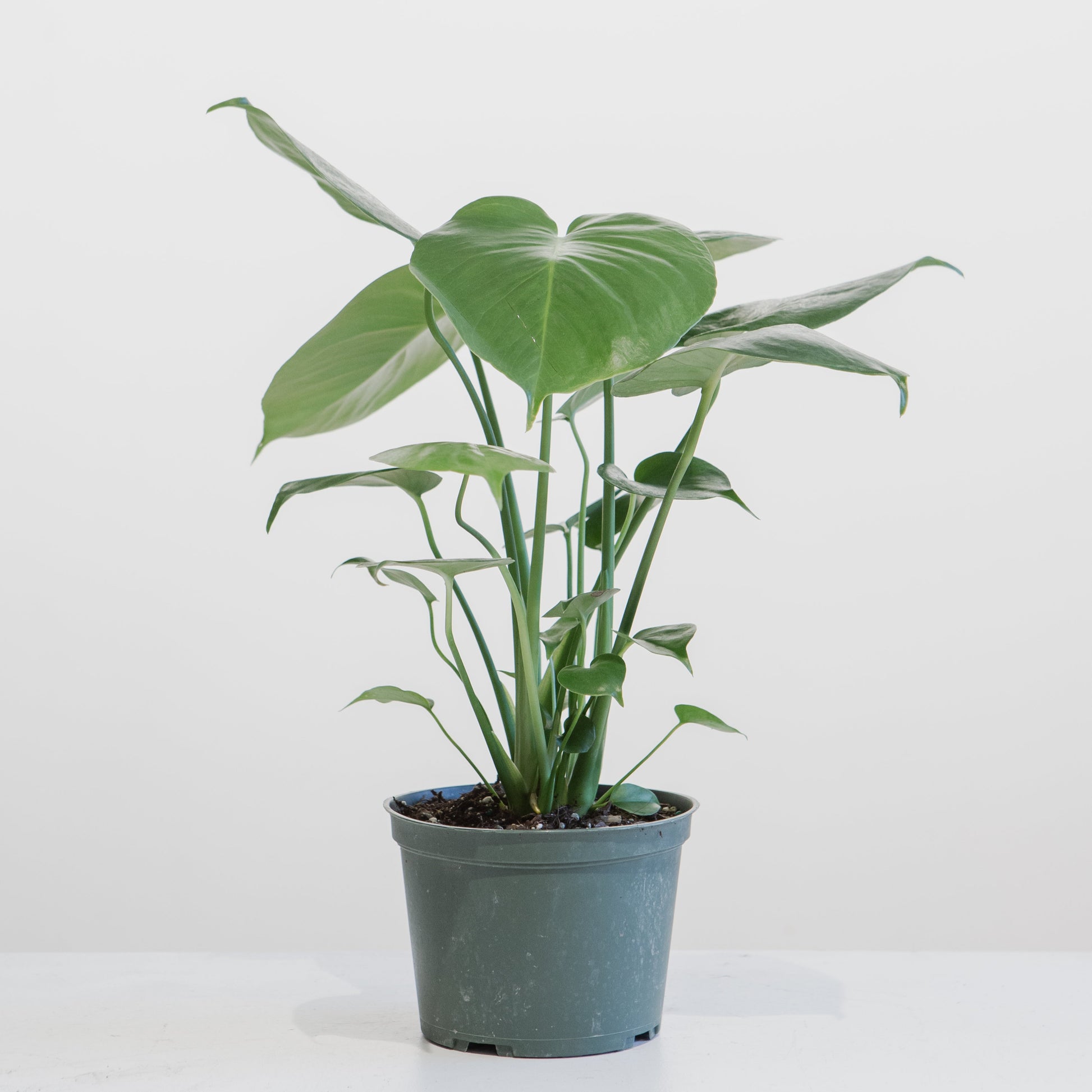 monstera deliciosa calgary Monstera Deliciosa - 6" Pot