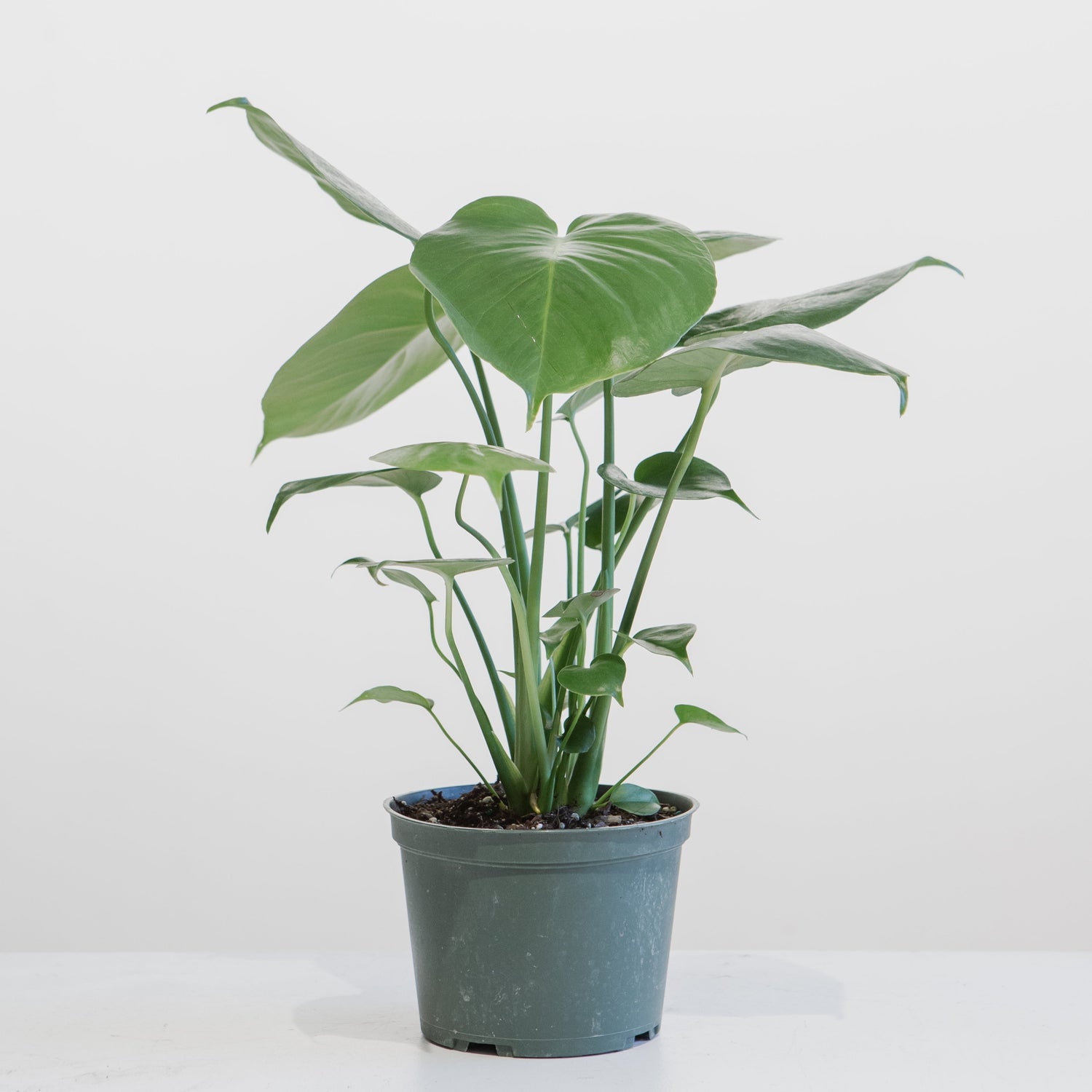 Swiss Cheese Plant: Monstera deliciosa - 6 inch pot — indoor plant — indoor plant for sale by Promise Supply for delivery and pickup in Toronto.