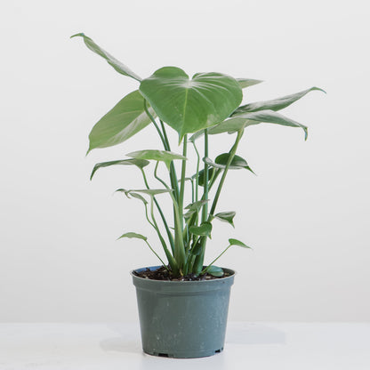 Swiss Cheese Plant: Monstera deliciosa - 6 inch pot