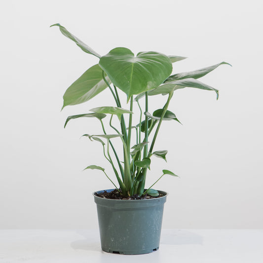 Swiss Cheese Plant: Monstera deliciosa - 6 inch pot