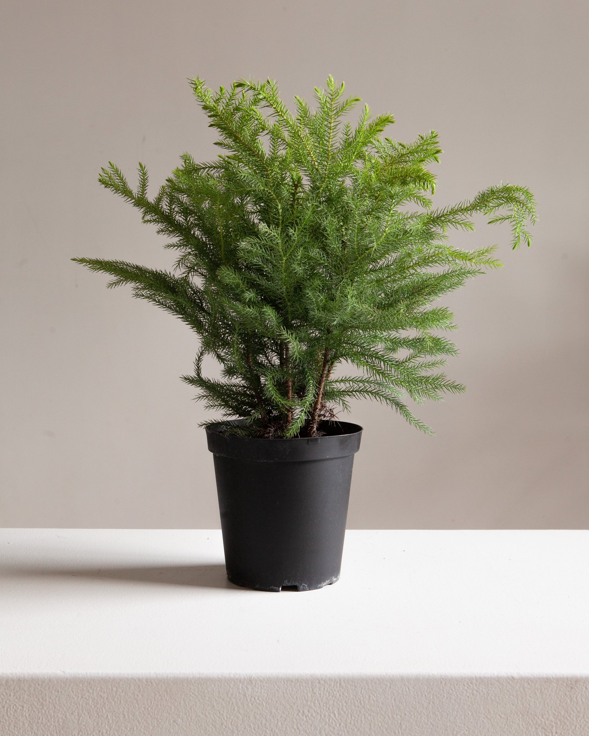 Norfolk Island Pine: Araucaria heterophylla - 6 inch pot — indoor plant — indoor plant for sale by Promise Supply for delivery and pickup in Toronto.