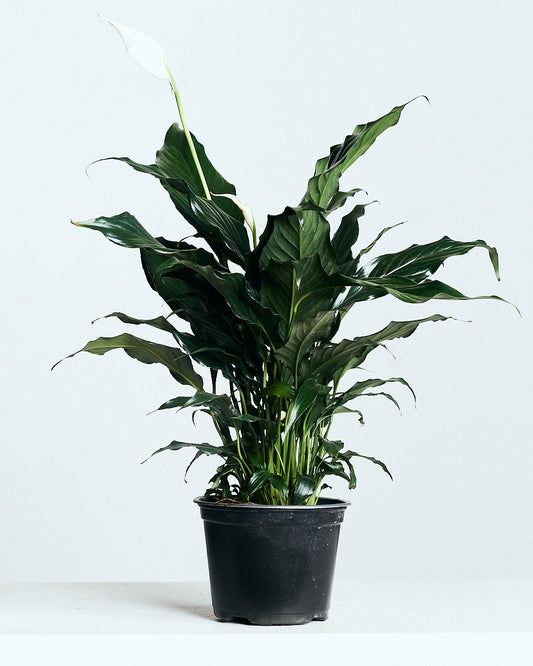 Peace Lily: Spathiphyllum - 5 inch pot — indoor plant — indoor plant for sale by Promise Supply for delivery and pickup in Toronto.