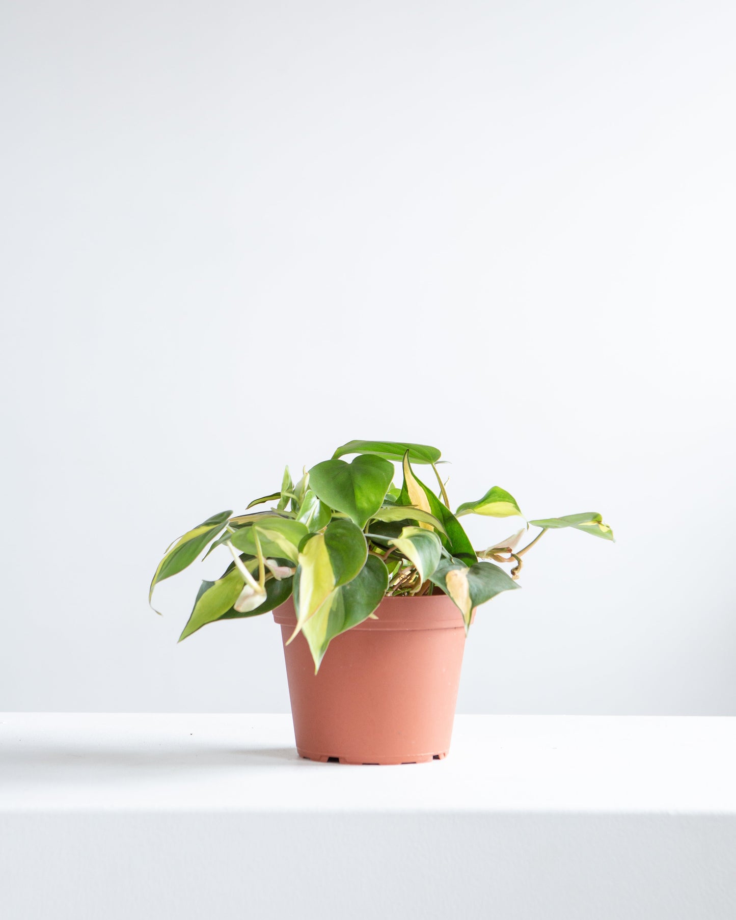 Brasil Heart Leaf: Philodendron cordatum - 5 inch pot — indoor plant — indoor plant for sale by Promise Supply for delivery and pickup in Toronto.