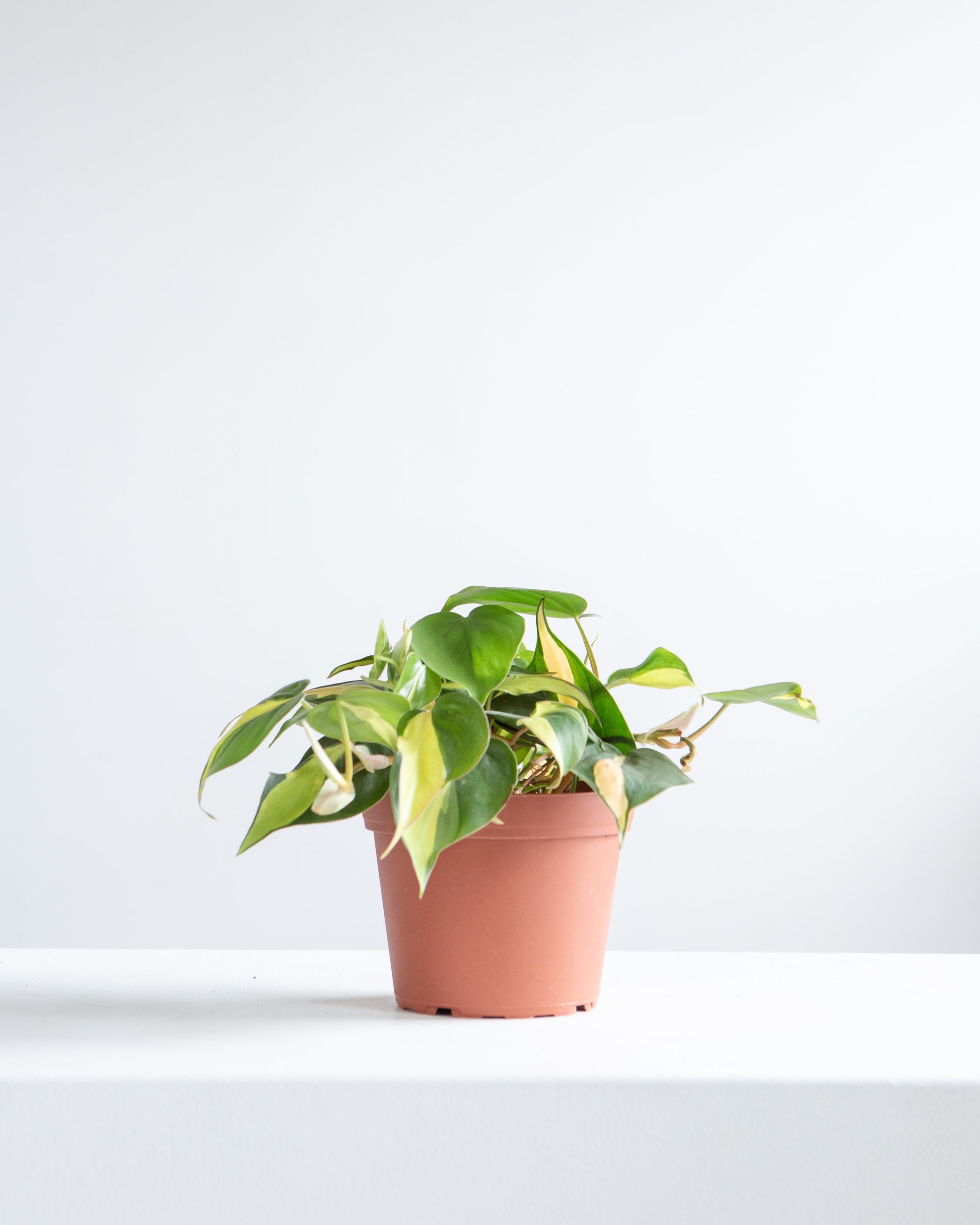 Brasil Heart Leaf: Philodendron cordatum - 5 inch pot — indoor plant — indoor plant for sale by Promise Supply for delivery and pickup in Toronto.