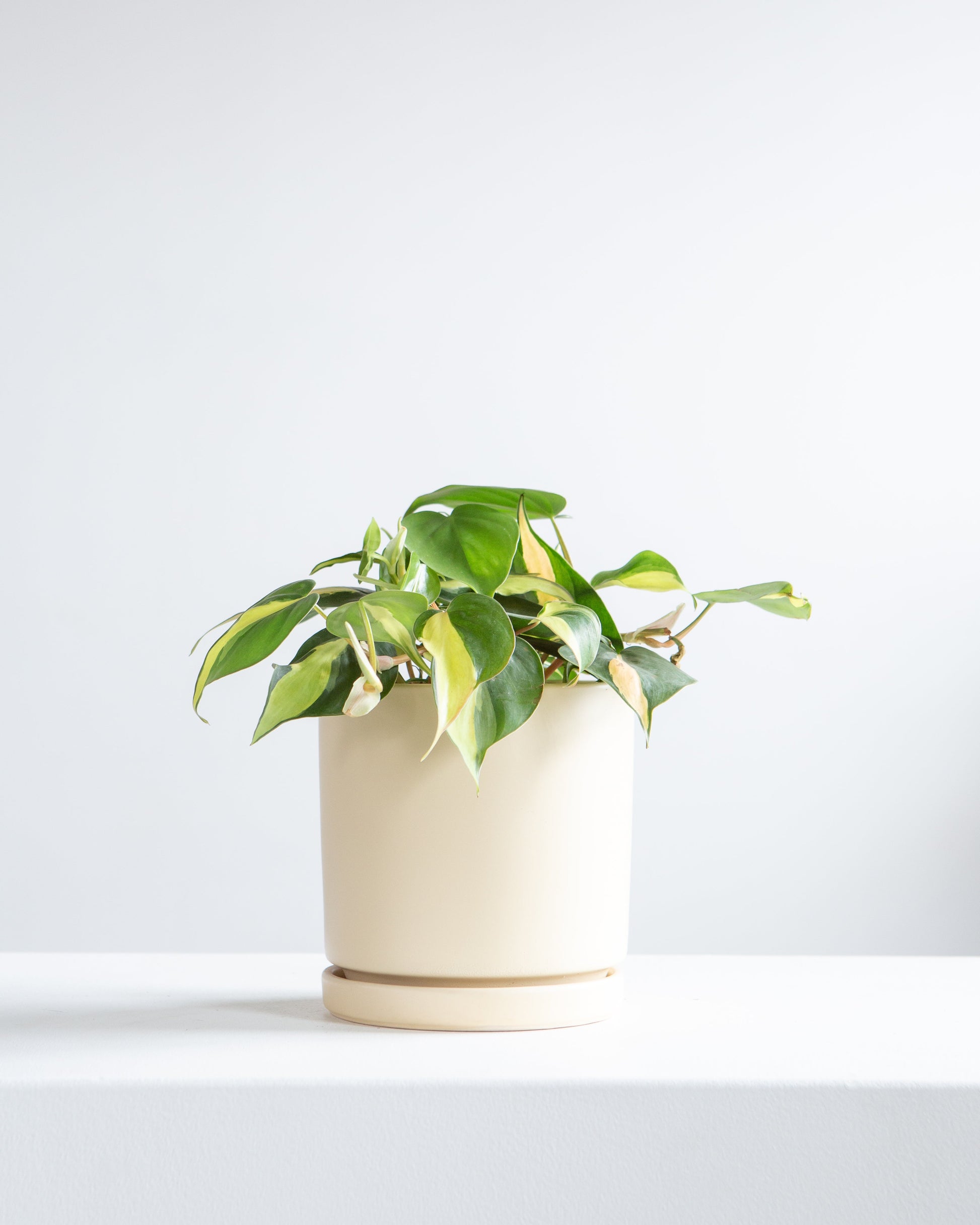 Brasil Heart Leaf: Philodendron cordatum - 5 inch pot — indoor plant — indoor plant for sale by Promise Supply for delivery and pickup in Toronto.