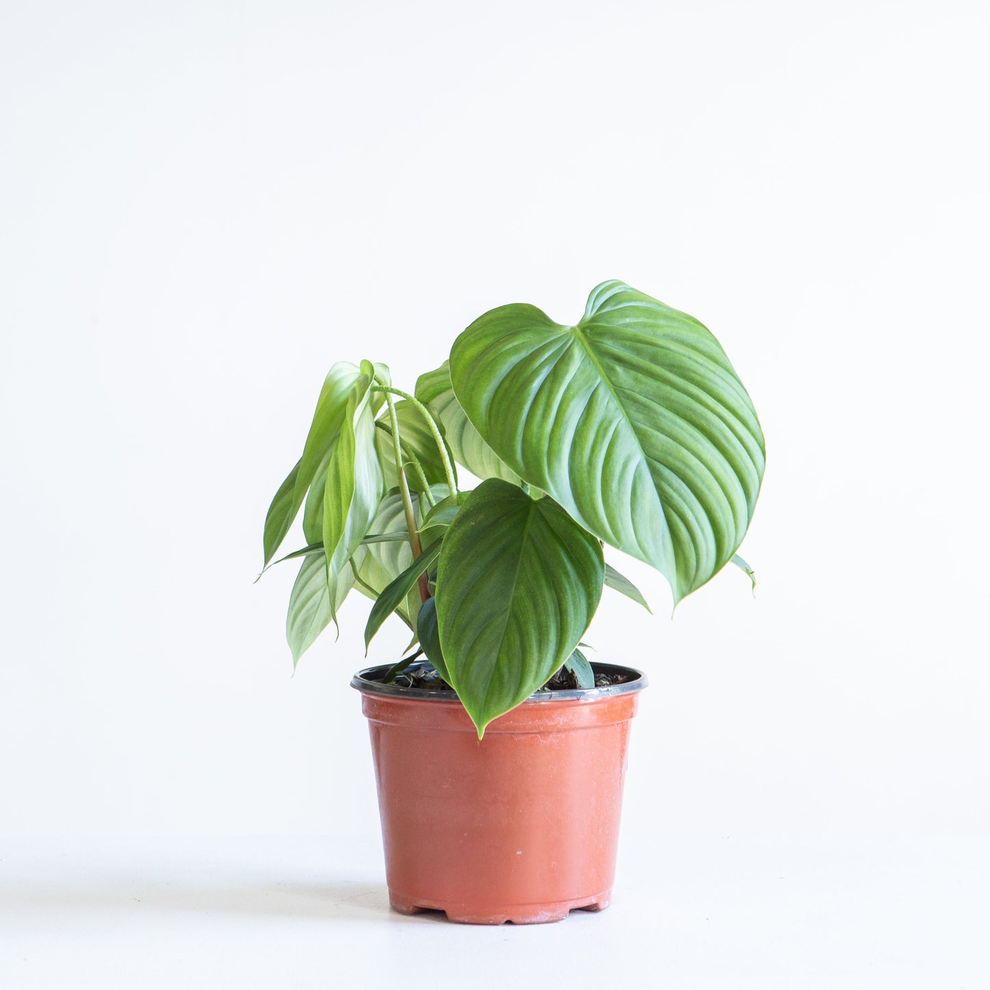 Fuzzy Petiole: Philodendron - 6 inch pot — indoor plant — indoor plant for sale by Promise Supply for delivery and pickup in Toronto.