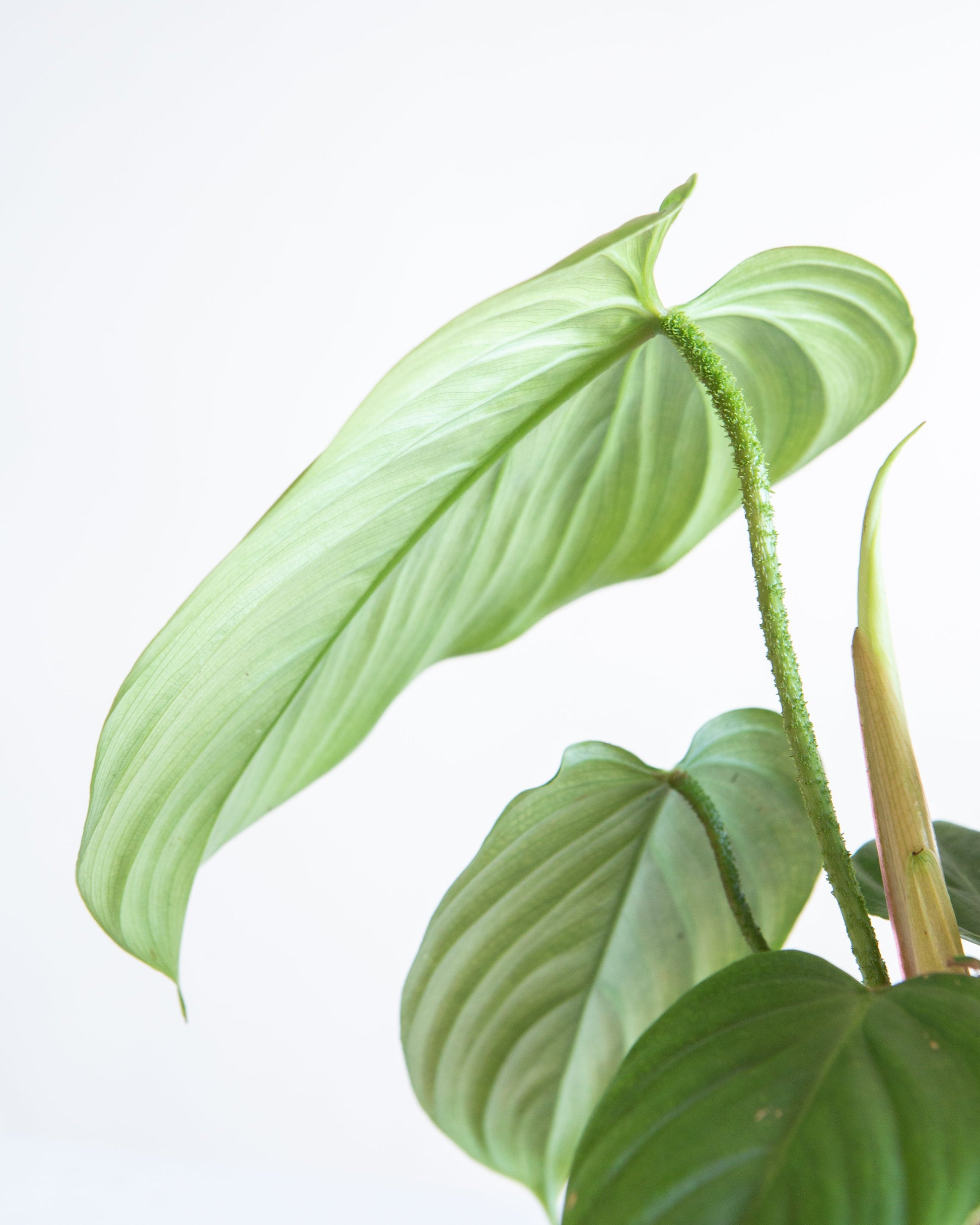 Fuzzy Petiole: Philodendron - 6 inch pot — close-up of foliage — indoor plant for sale by Promise Supply for delivery and pickup in Toronto.