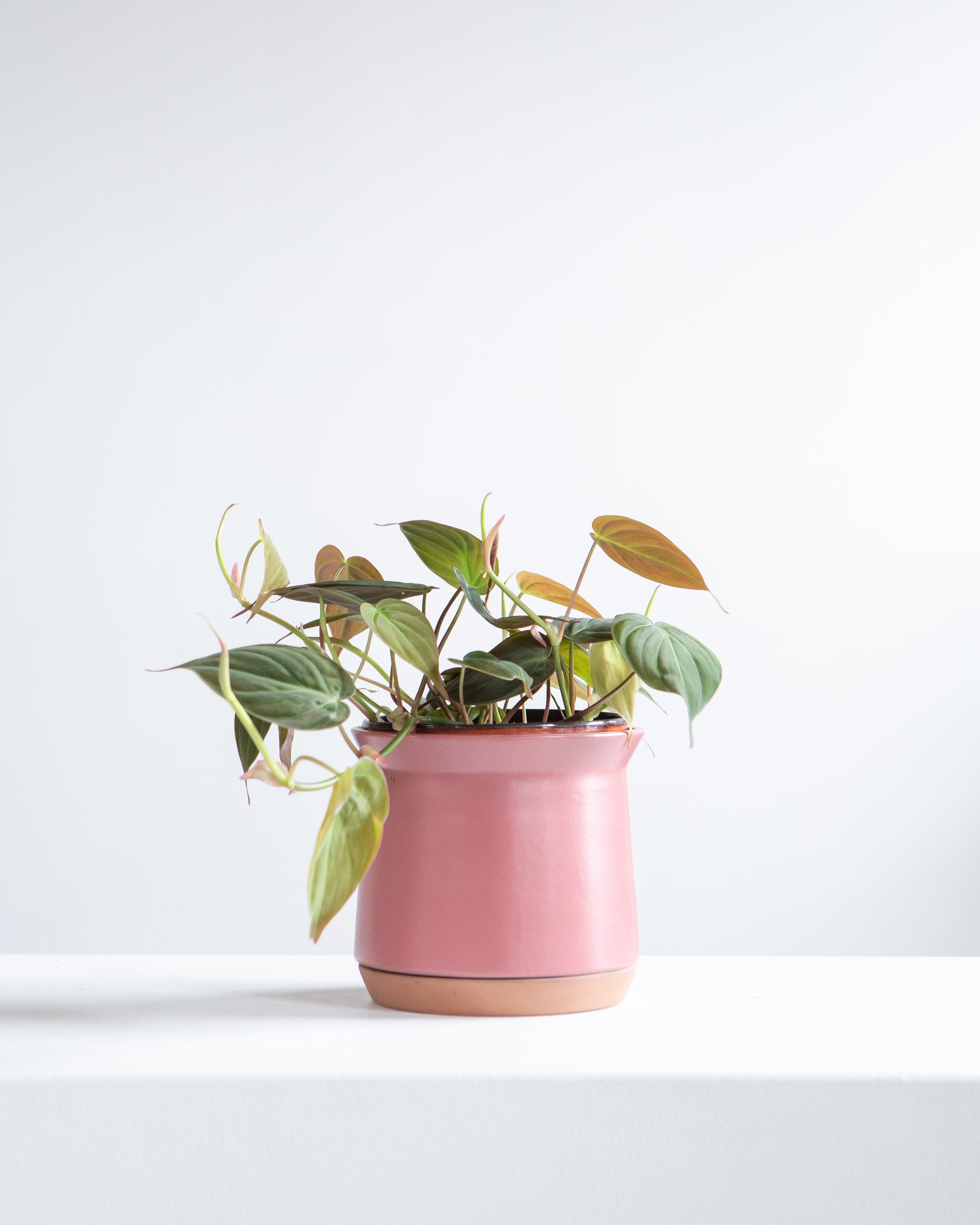 Velvet Leaf: Philodendron micans - 4 inch pot — indoor plant — indoor plant for sale by Promise Supply for delivery and pickup in Toronto.