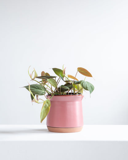 Velvet Leaf: Philodendron micans - 4 inch pot — indoor plant — indoor plant for sale by Promise Supply for delivery and pickup in Toronto.