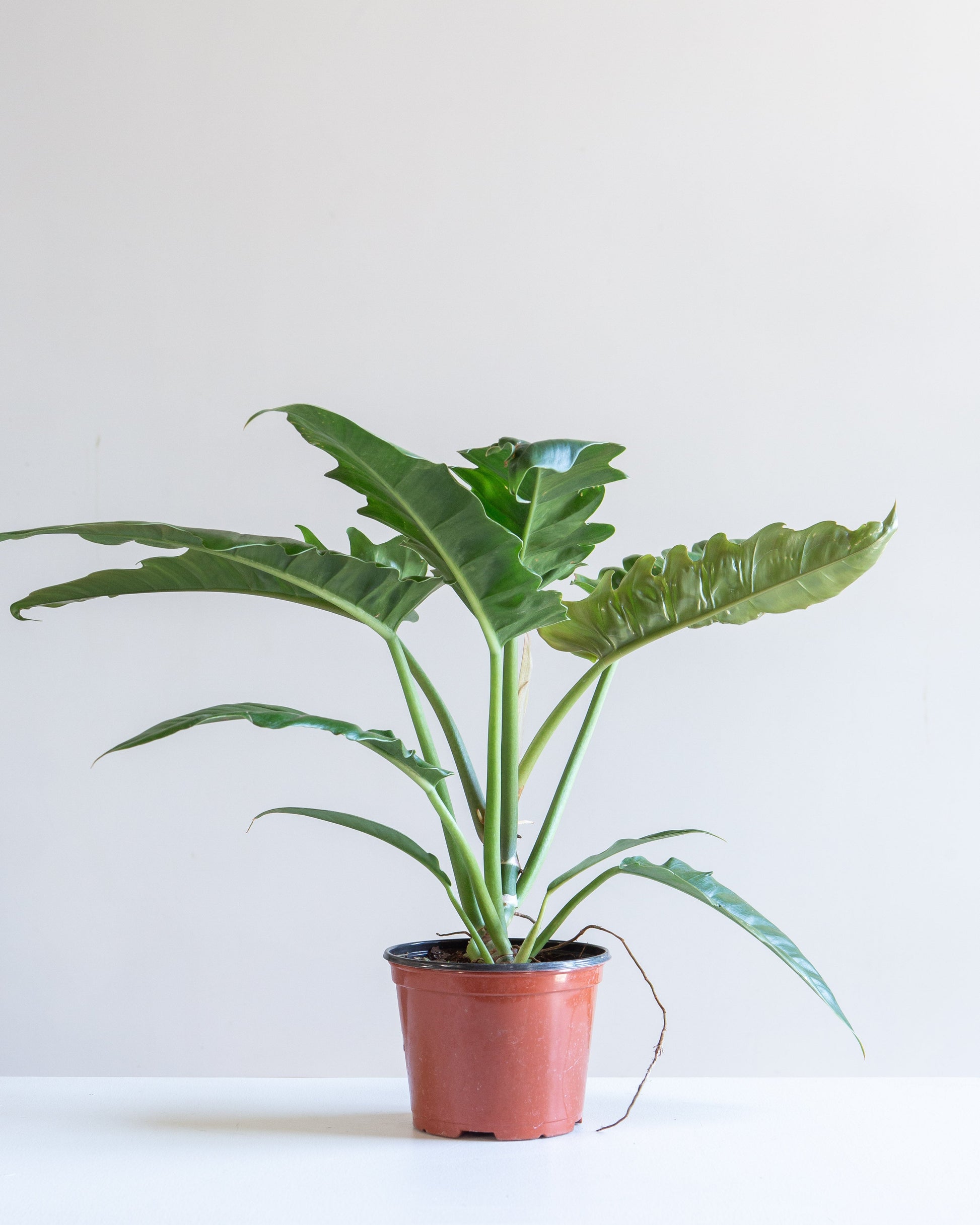 philodendron narrow escape mature Tiger Tooth Philodendron - 6" Pot