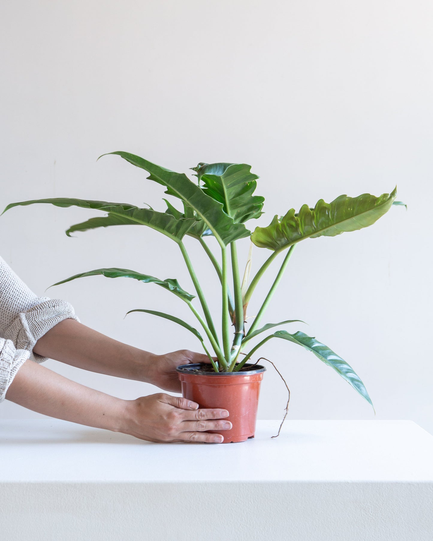 philodendron scale Tiger Tooth Philodendron - 6" Pot