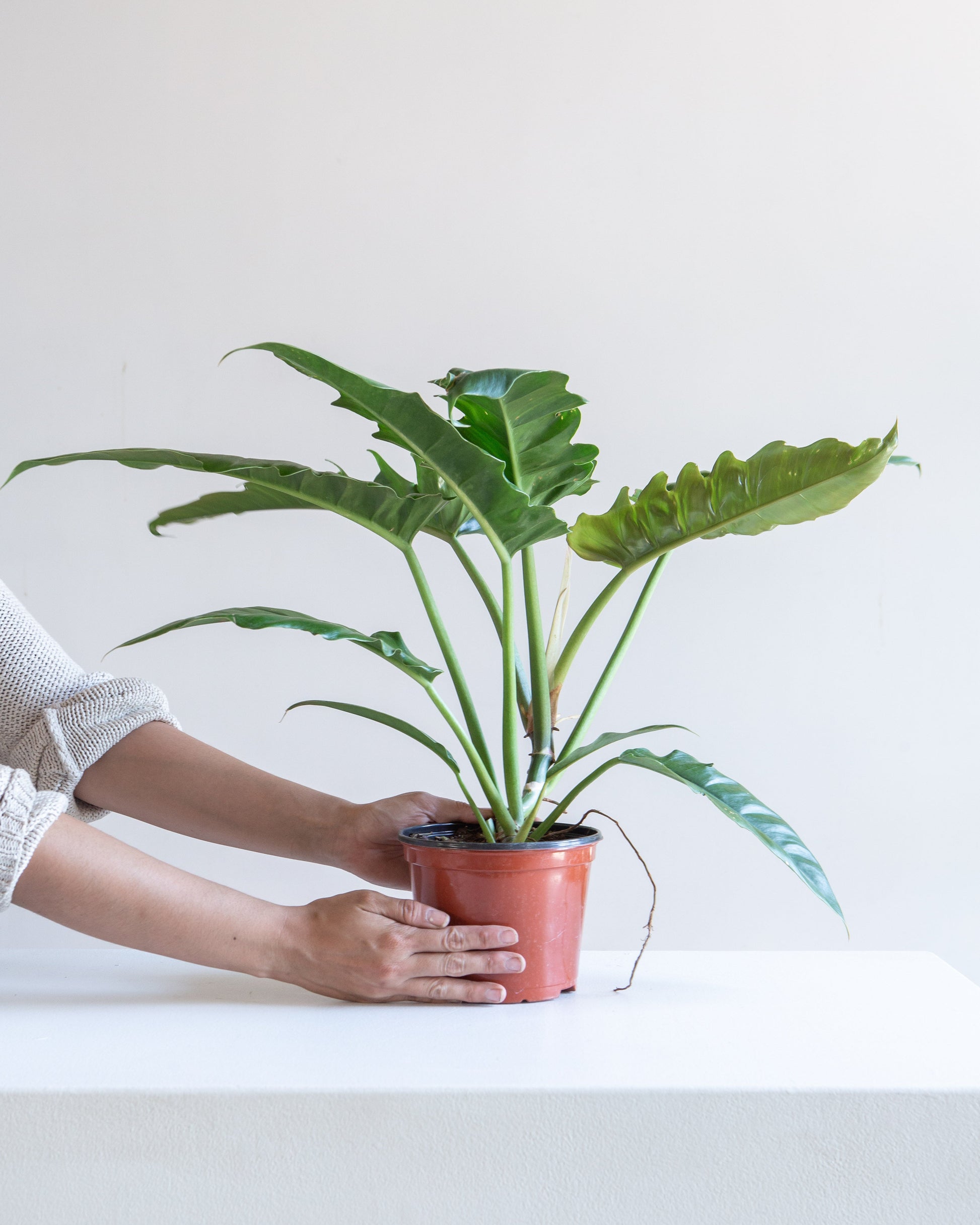 narrow escape philodendron Tiger Tooth Philodendron - 6" Pot