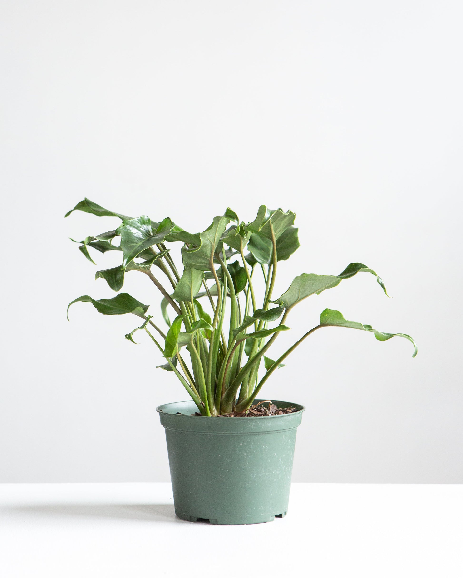 xanadu philodendron winterbourn Winterbourn: Philodendron Xanadu - 6" Pot