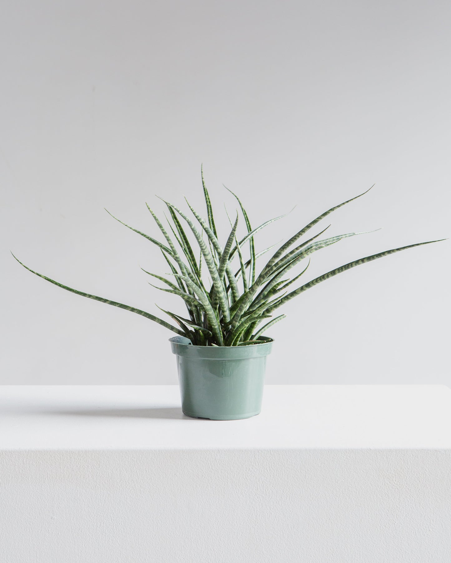 Fernwood Punk Snake Plant: Sansevieria bacularis - 6 inch pot