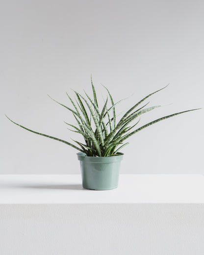 Fernwood Punk Snake Plant: Sansevieria bacularis - 6 inch pot