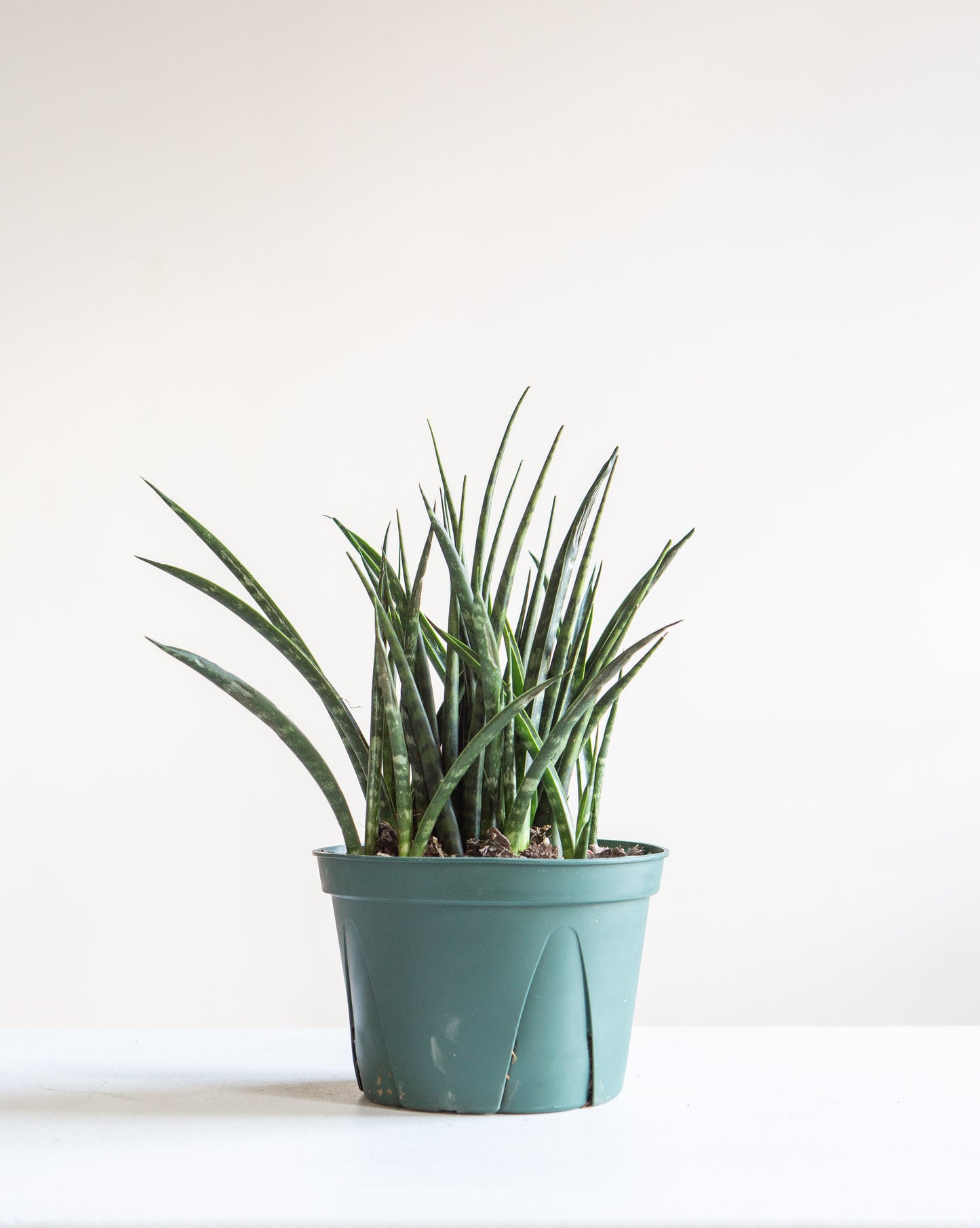 Fernwood Punk Snake Plant: Sansevieria bacularis - 6 inch pot